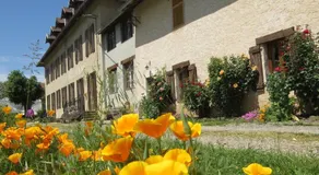 Chartreuse - Image 3