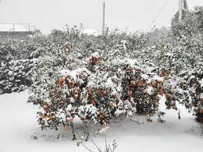 Jaeju Nansan Gaok - Image 5