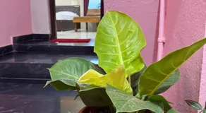 Moonstar Guesthouse - Image 3