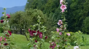 Au coeur de la campagne - Gite non loins d'Annecy- à 17 min d'Annecy - Tout prêt d'Aix les Bains - Image 5