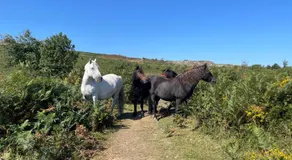 Dartmoor Cottage - Image 4