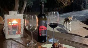 Pet friendly Home in Gran Canaria - Image 4