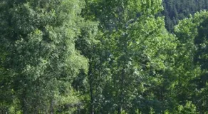 Hotel Els Avets - Image 5