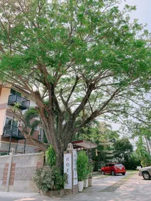 Pimlada - Image 4