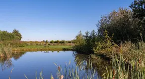 Safaritent Suikerpeer - Image 4