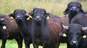 Camping De Waterbuffelfarm - Image 4