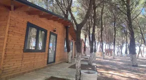 Kompleksi Algedi - Image 4