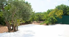 Iva - Image 4