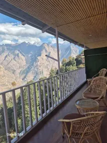 Himalayan Cedar Auli Joshimath Uttarakhand - Image 4