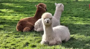 Tom's Alpaca Cottage - Image 2