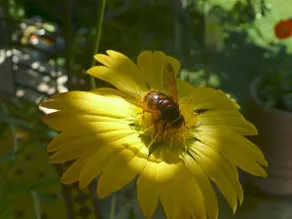 Le Mas des Anges - Image 4