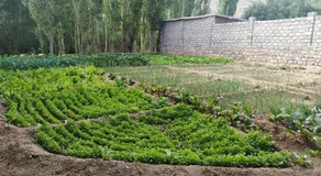 Norbooling HomeStay, Leh Ladakh - Image 3