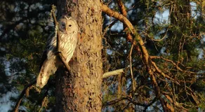 Nordic Soul Adventure Lodge - Image 5