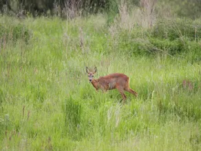 Doppelhaushaelfte Seepferdchen in Lohmen - Image 3