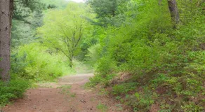 Gangwon Taegisan morning birdsong - Image 4