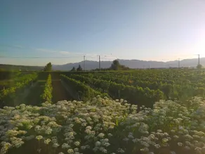 Winery Inn Inaka Club - Image 3