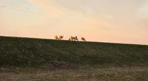 Ferienwohnungen im Womoland auf Nordstrand - Image 5