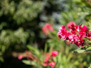 Beautiful Villa with Private Garden in Pineuilh Aquitaine - Image 3