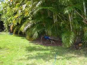 4 Bedroom Villa, Private Pool, Security, Ocean View - Image 4