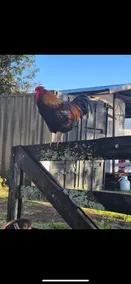 Cedar Glen Farmstay - Image 2