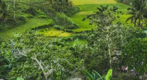Sobral Rice Terraces View - Image 4