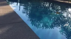 Logement F2 avec piscine - Image 3