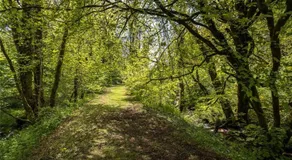 Pembrokeshire Yurts - Badger - Image 4