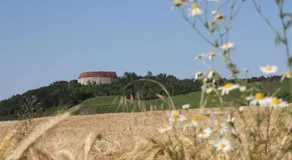 Schwarzer Adler - Ferienwohnung Storchennest - Image 4