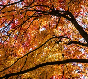 Between Trees - Image 1