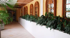 Peten Esplendido - Image 5
