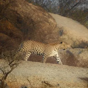 jawai jungle camp - Image 2