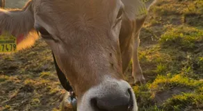 Erd´s Hoimatle - Image 4