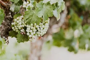 The Vino Camp at Sawtooth Winery - Image 4