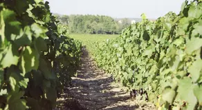 Chambres d hôtes au Domaine de Robert - Image 3