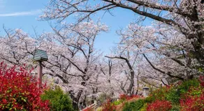 A Mirai Oji - Image 2