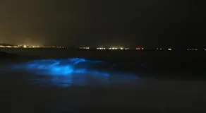 Cicada said Greece Homestay - Image 5