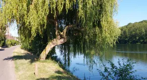 Calme au bord de l'eau - Image 4