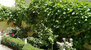 Marci - Image 5
