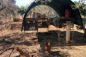 Cretan Rural Stay in Private Olive Grove Cottage - Image 3