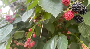 Les Jardins de l'écume - Image 4