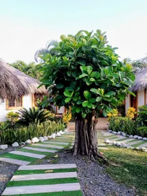 Cabañas Riviera Pacific - Image 3