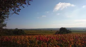 Weingut Wagner - Image 4