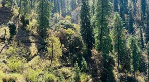 Meet by cooincidence homestay - A place of peace and nature - Image 4
