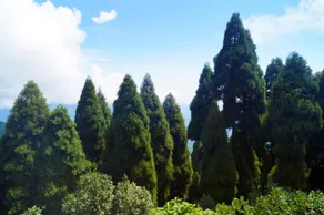 NV Anjali Homestay Darjeeling - Image 4