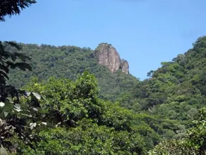 Apartamento na floresta - Image 1