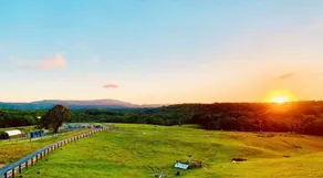 KUR-Cow farm escape 35 minutes from Cairns - Image 3