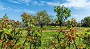 B&B Il Pettirosso - Image 5