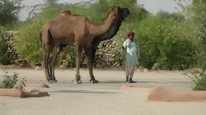 Bishnoi Village Camp and Resort - Image 2