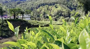 Munnar home stay - Image 3
