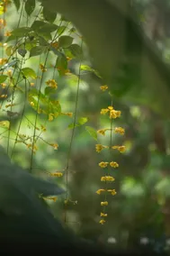 Nắng Garden Sóc Sơn - Image 5